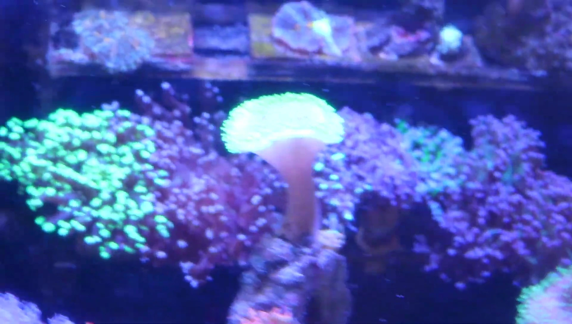 Close-up of healthy, expanded Euphelia corals in the Red Sea Reefer 350.