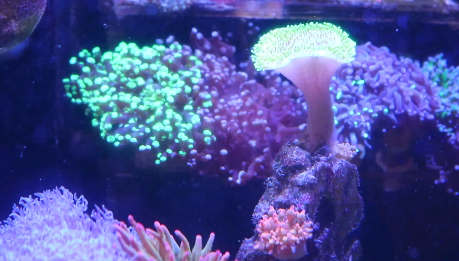 A shot showing the smaller Lagoon 25 tank where the Euphelia were previously stressed.