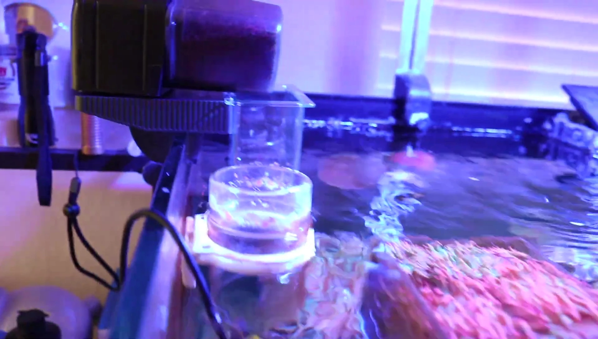 Food dispensing from the Eheim auto feeder into the AquaMax feeding station.