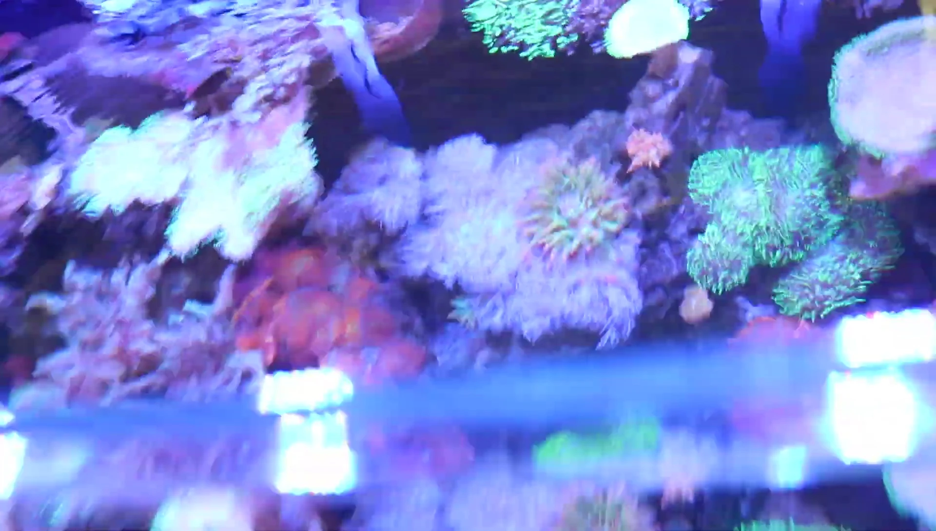 A section of GSP showing signs of stress and retraction.
