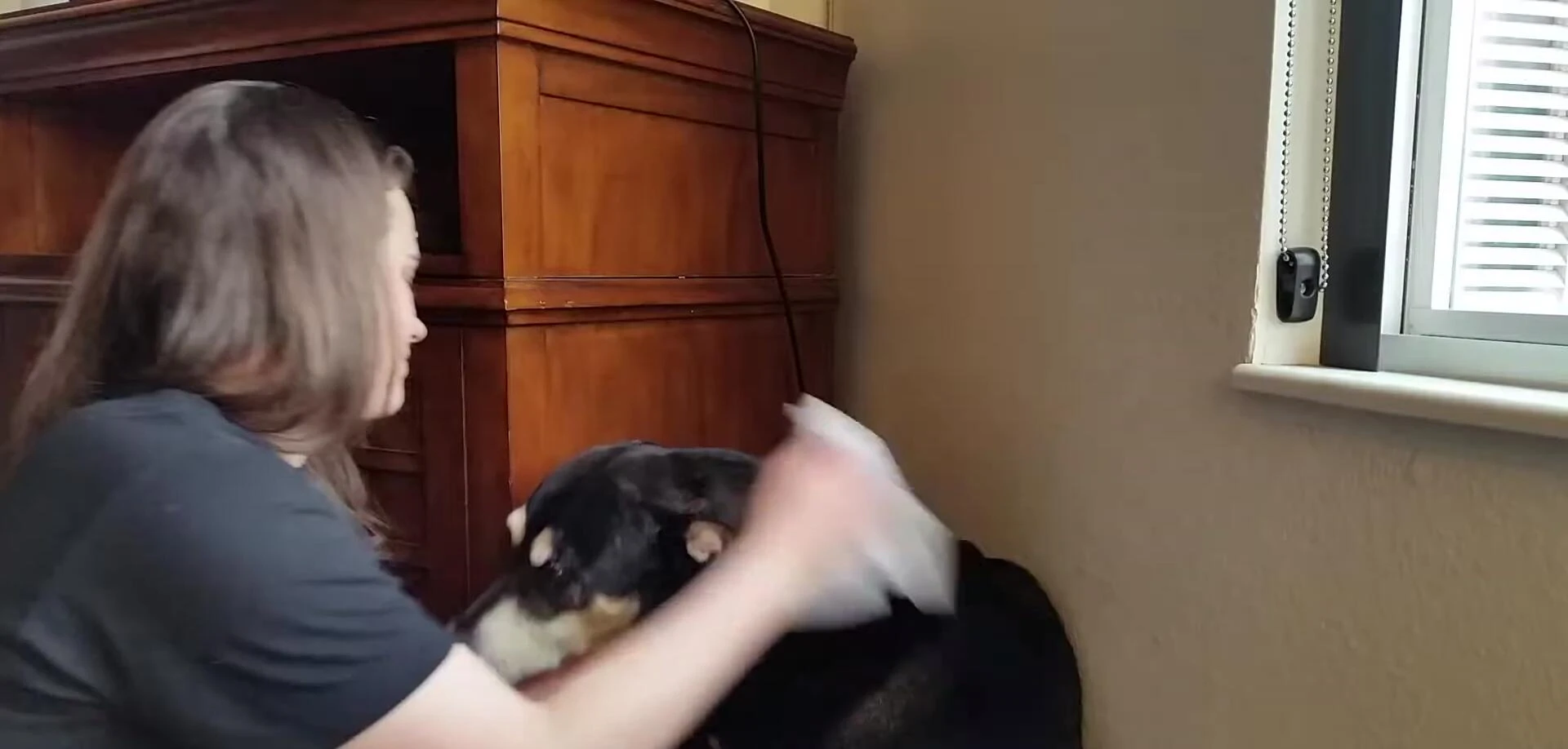 Image showing the wipes being used gently on a pet's paw.
