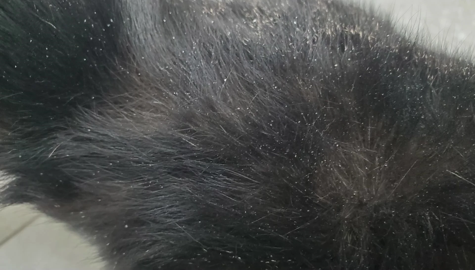 Before and after photos of the cat's fur.