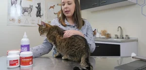 Pet MD Products Review: Ear Care & Skin Solutions for Cats
