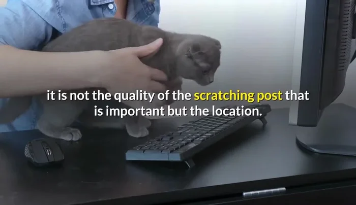 Strategic Placement: Place the post in accessible locations, ideally near where your cat naps (130.79) or near furniture they frequently scratch (171.12). Consider multiple posts in different areas (156.06).