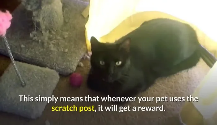 Positive Reinforcement: Reward desired behavior with treats and praise (183.18).