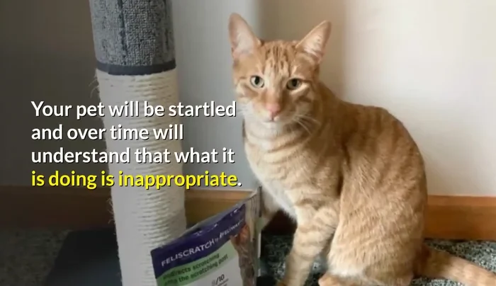 Negative Reinforcement (Use Sparingly): Use a firm "Stop!" (223.35) and/or a light water spray (233.73) to discourage scratching furniture. Do not physically punish.