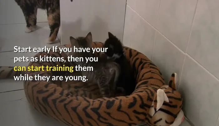 Find the Right Scratching Post: Experiment to find a post your cat prefers (103.829). Consider vertical vs. horizontal, material, etc. (118.2).