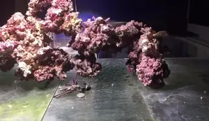 Real Reef Rock Review: 6kg Aquascaping Example & Product Assessment