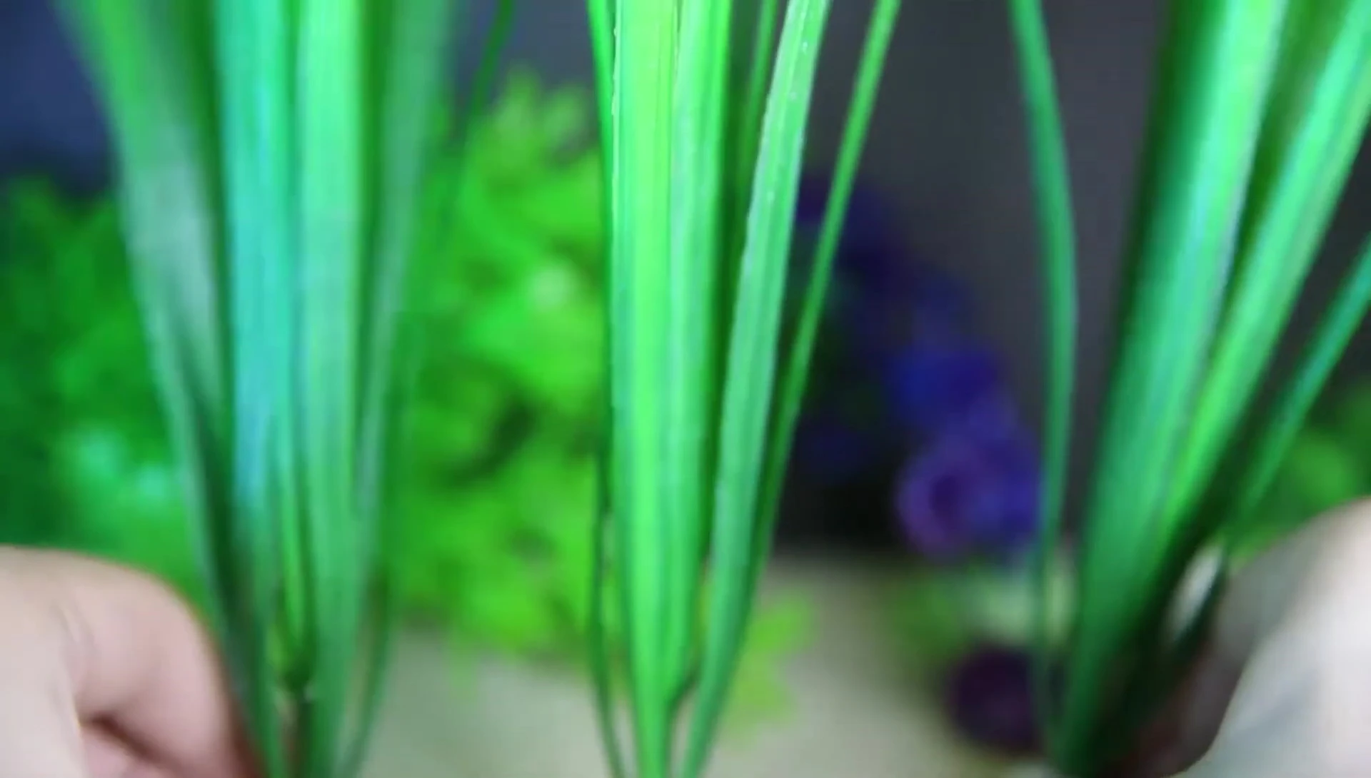 Some of the green plants attempting to support each other