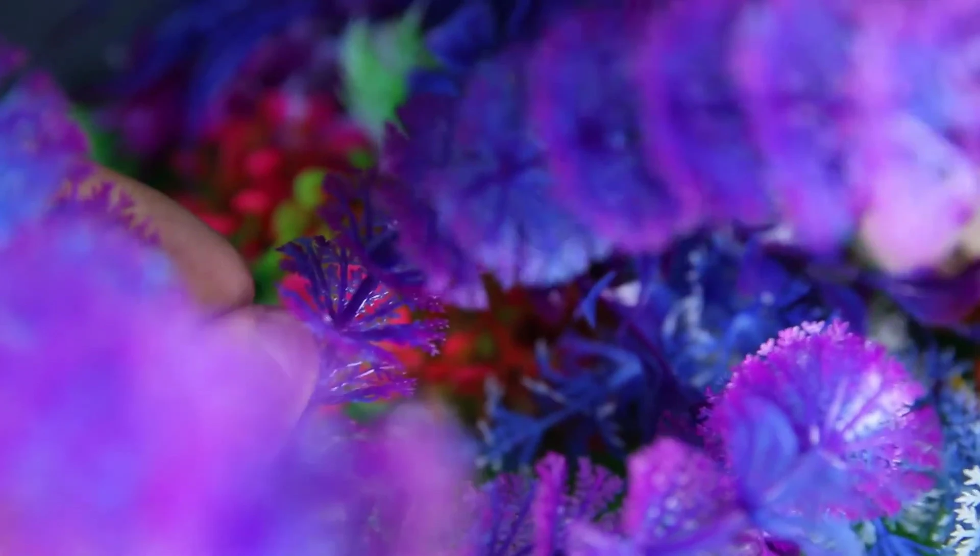 Close-up of the purple plants showing the light effect