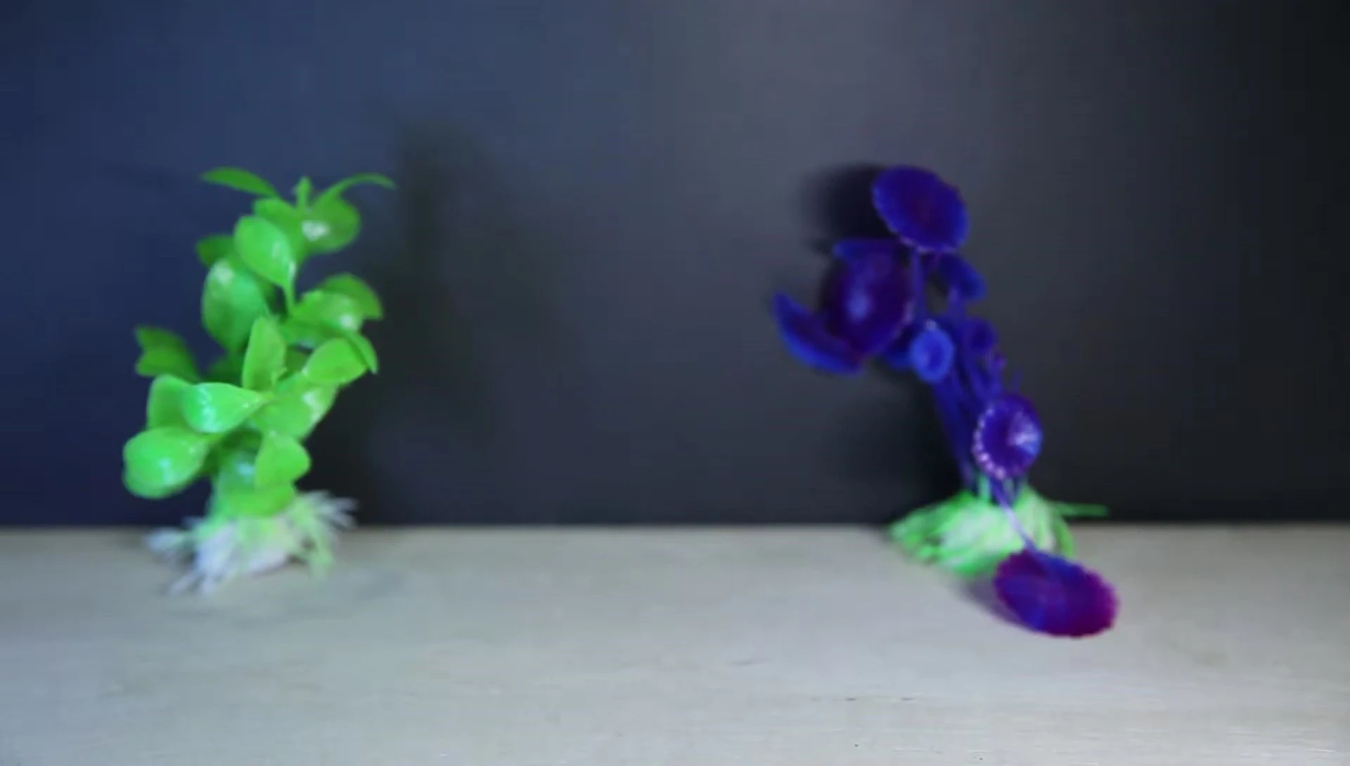 The unique plants shown in their separate baggie