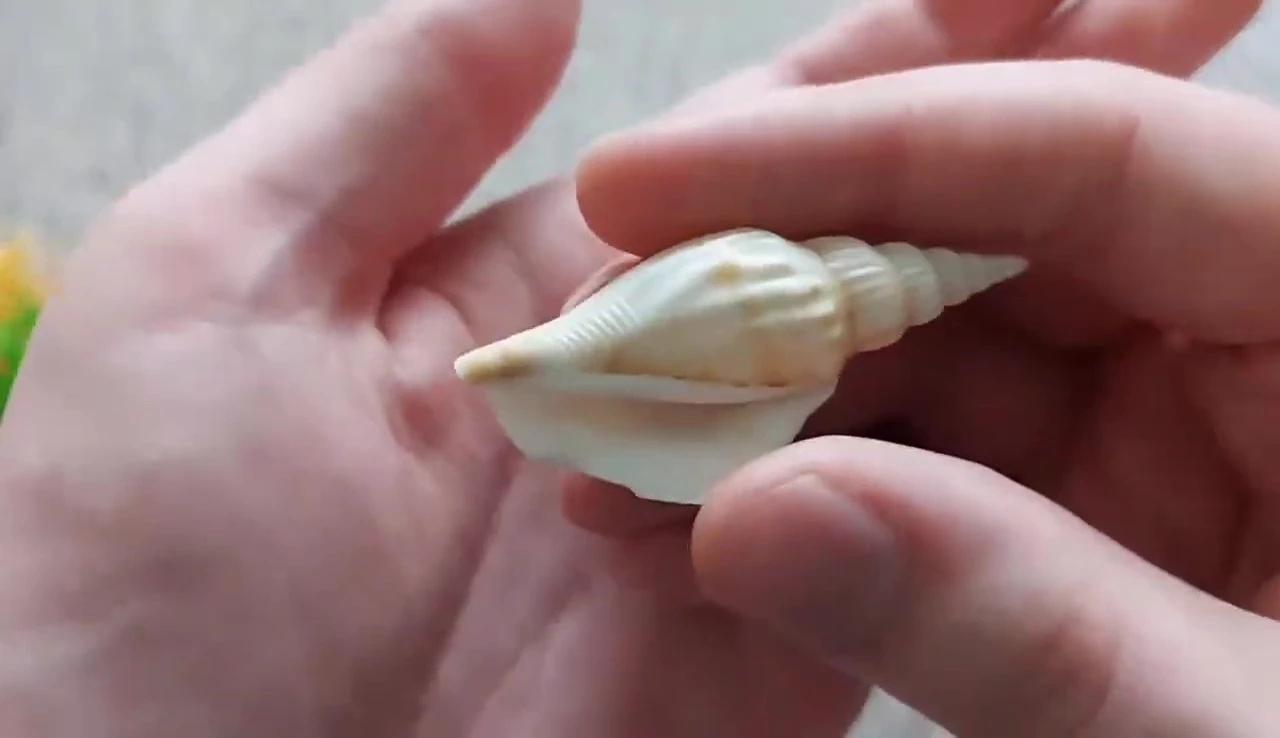 Close-up of the shells.