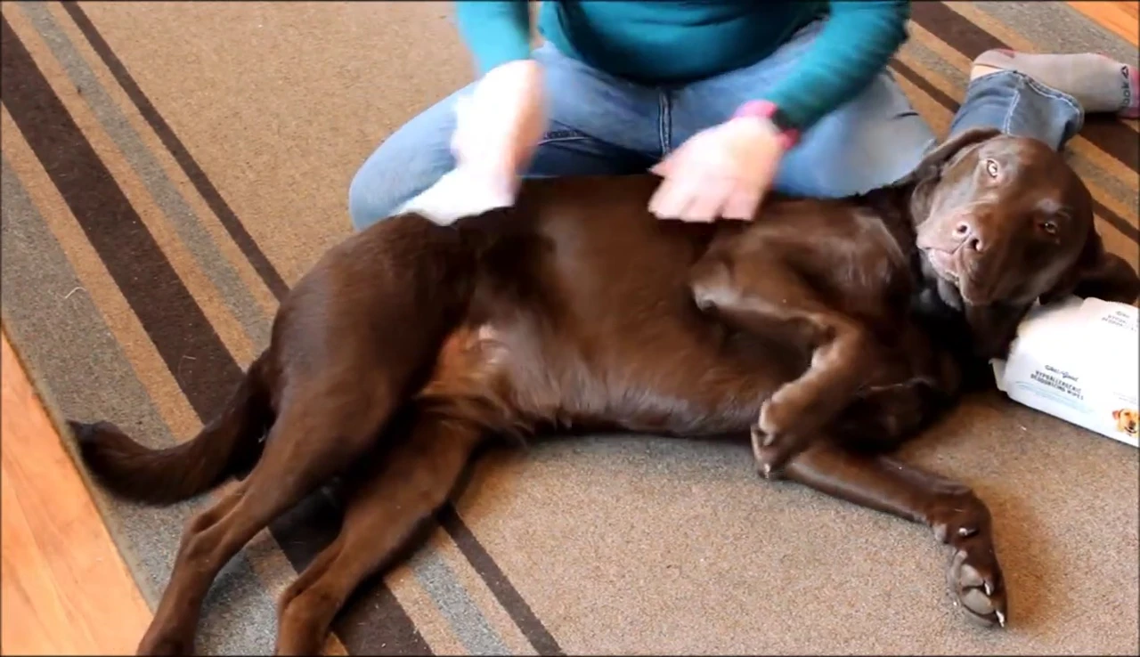 Shot of the dog after being wiped, showing cleaner fur.