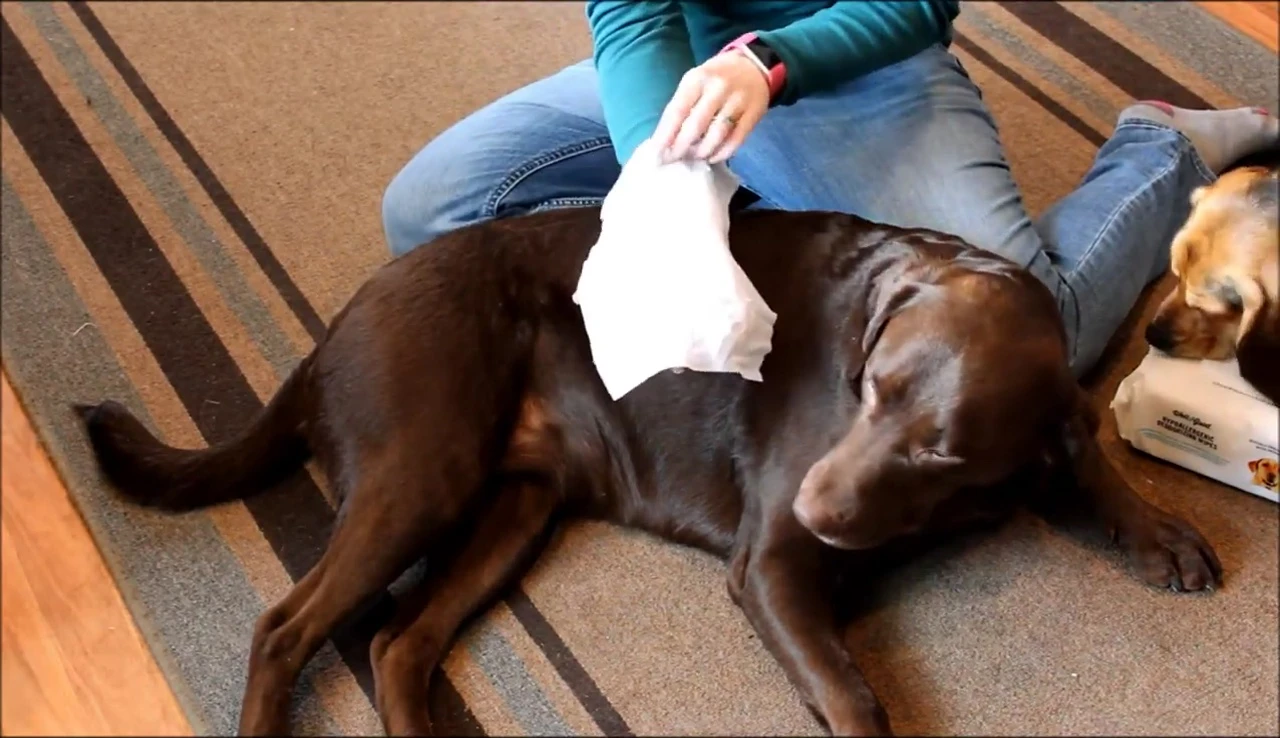 Comparison shot showing the wipe's size relative to a dog's paw.