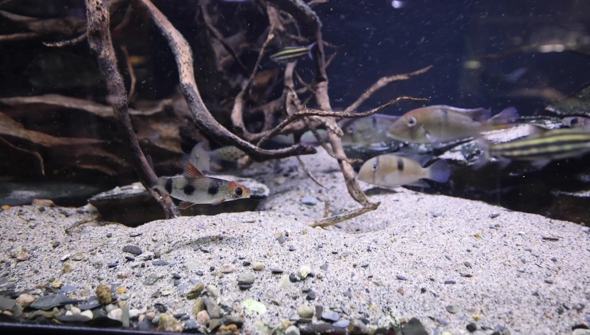 Corydoras catfish interacting with substrate