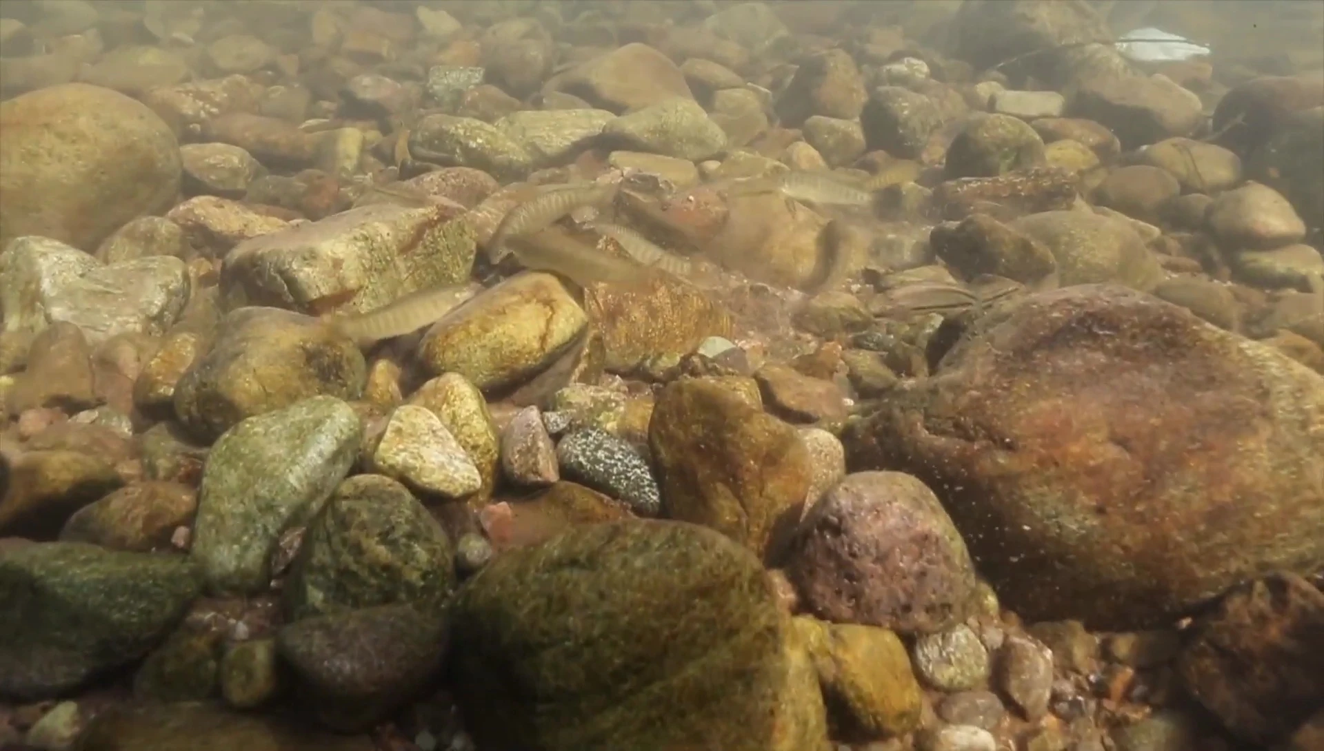 Timelapse of river water flowing over rocks