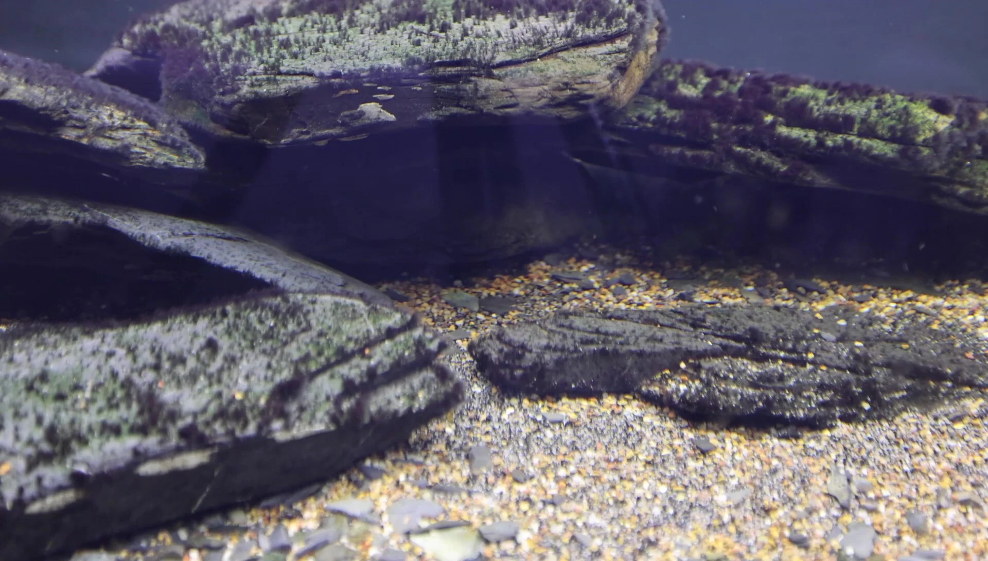 A variety of substrate grain sizes mixed together