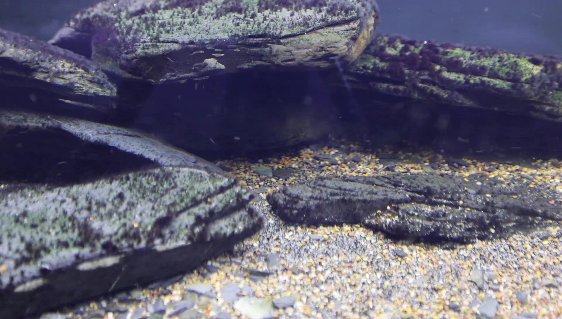 Riverbed showing substrate sorted by water flow