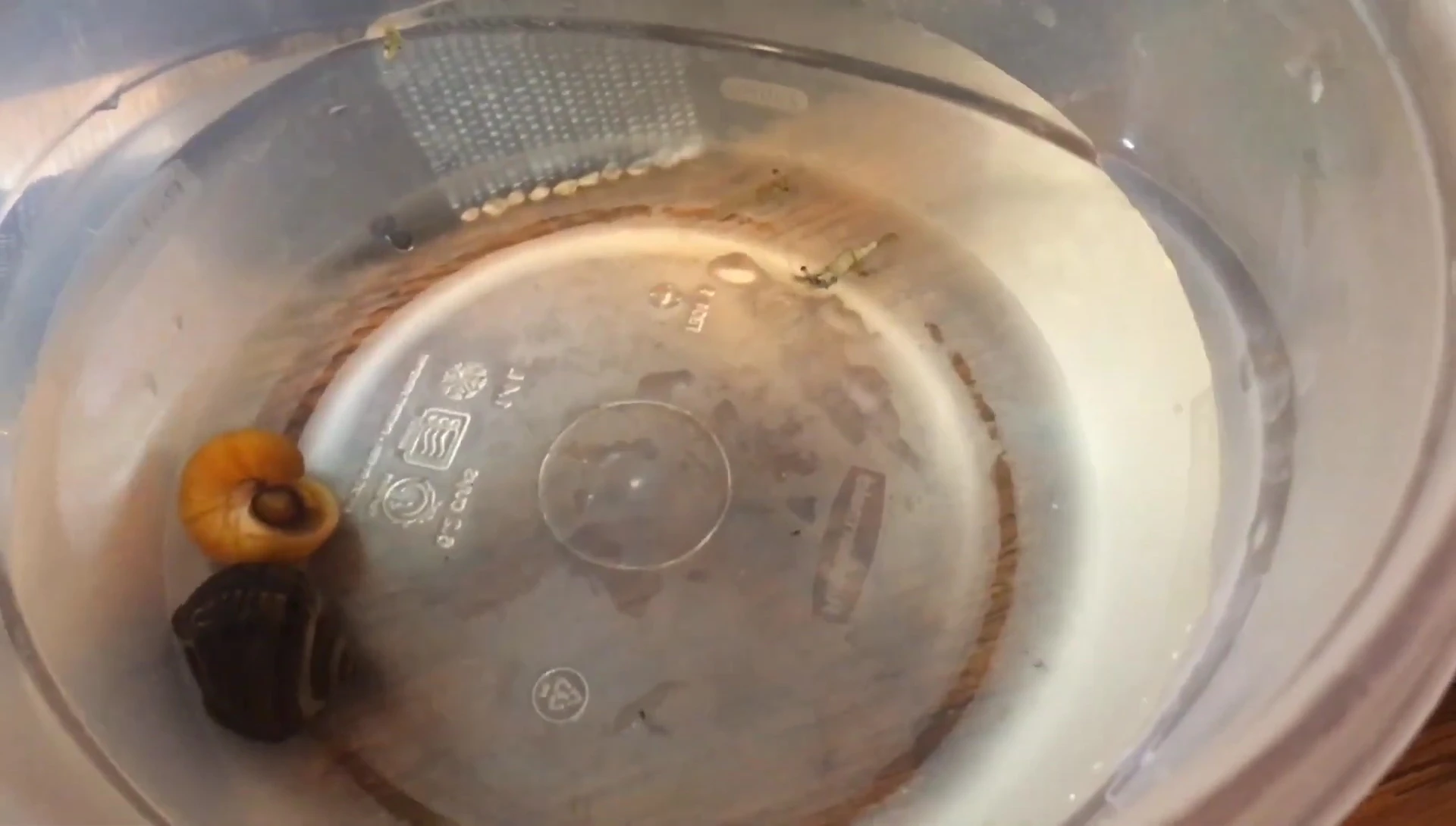 Screenshot showcasing the shrimp and snails introduced to the tank.