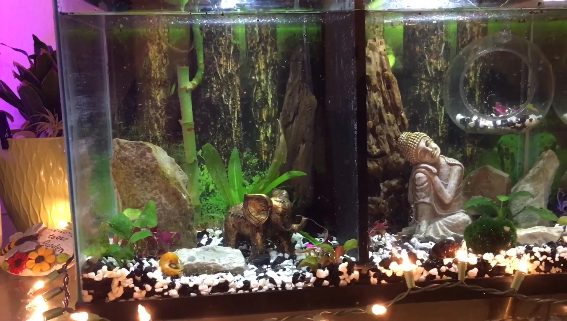 Final shot of the completed tank with the Betta fish.