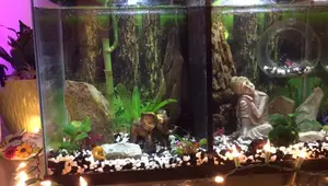 10-Gallon Divided Betta Tank Setup: A Comprehensive Guide