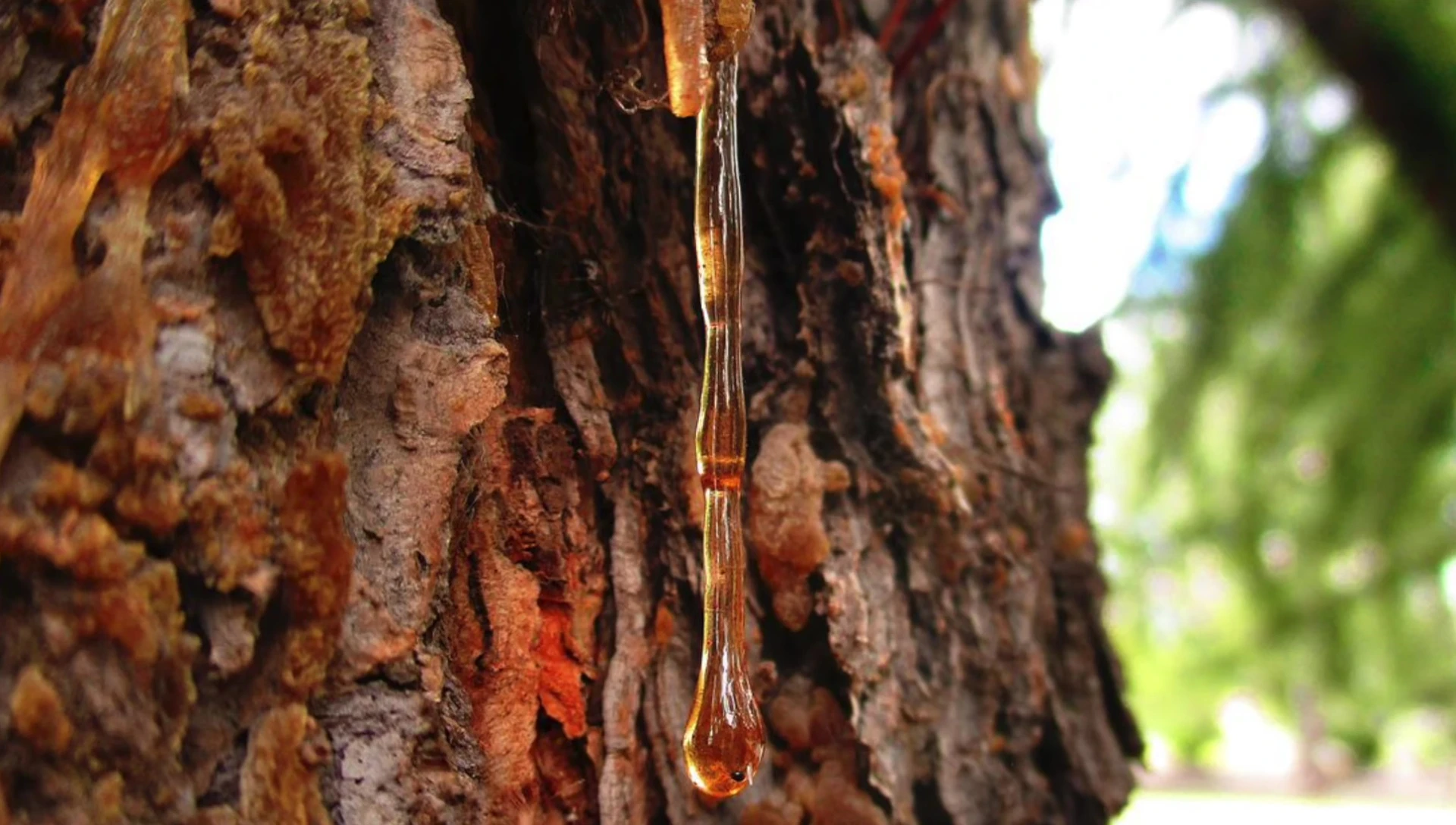 Screenshot of the narrator describing the fragrance as a Woody Amber scent