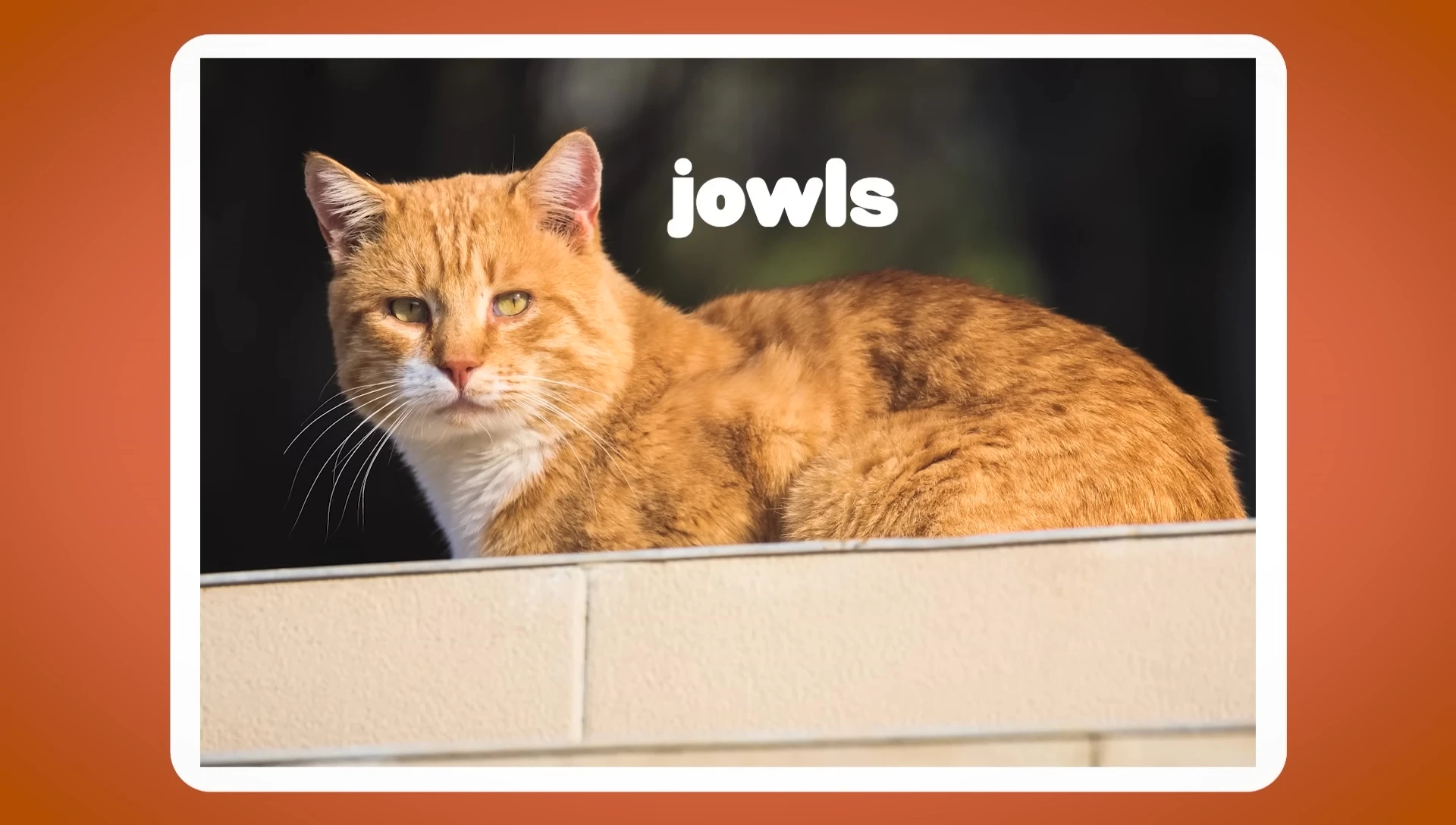 A male cat with visible jowls.