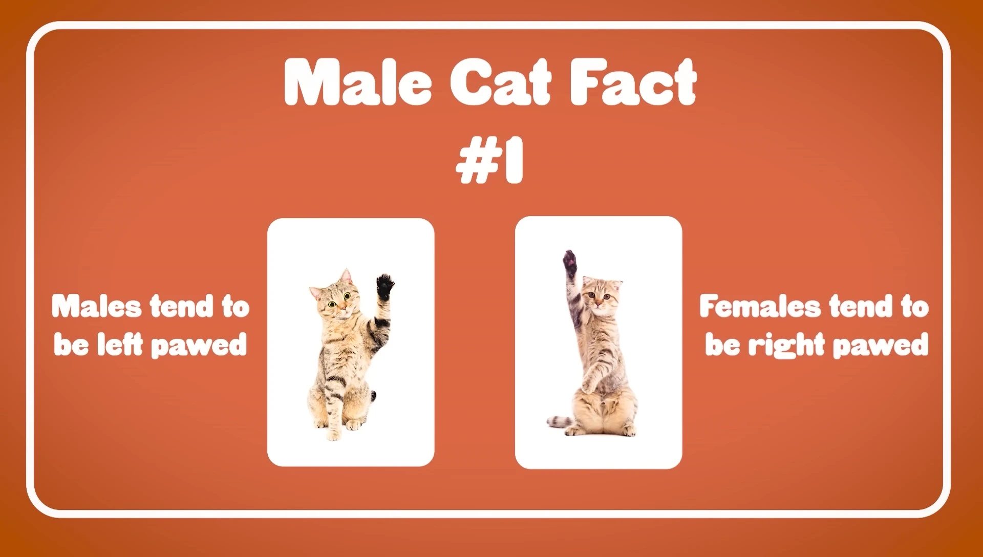A male cat reaching for a treat with its left paw.