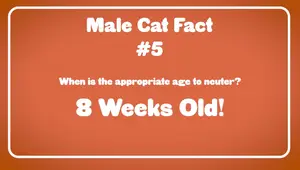 Male Cat Facts: Paw Preference, Orange Tabbies, & More!