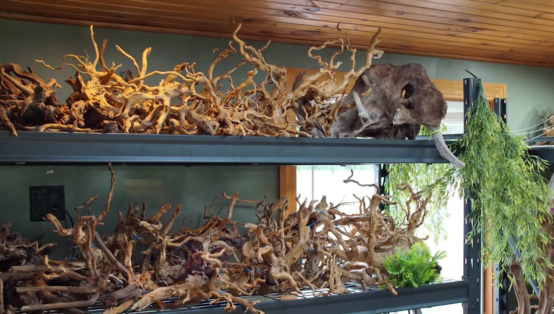 Different sizes of driftwood suitable for various tank sizes.