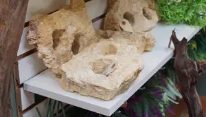 Aquarium Accessories & Freshwater Decorations: A Comprehensive Guide
