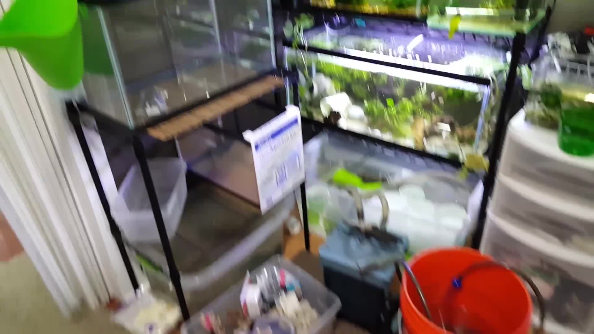 Initial view of the cluttered fishroom with multiple tanks.