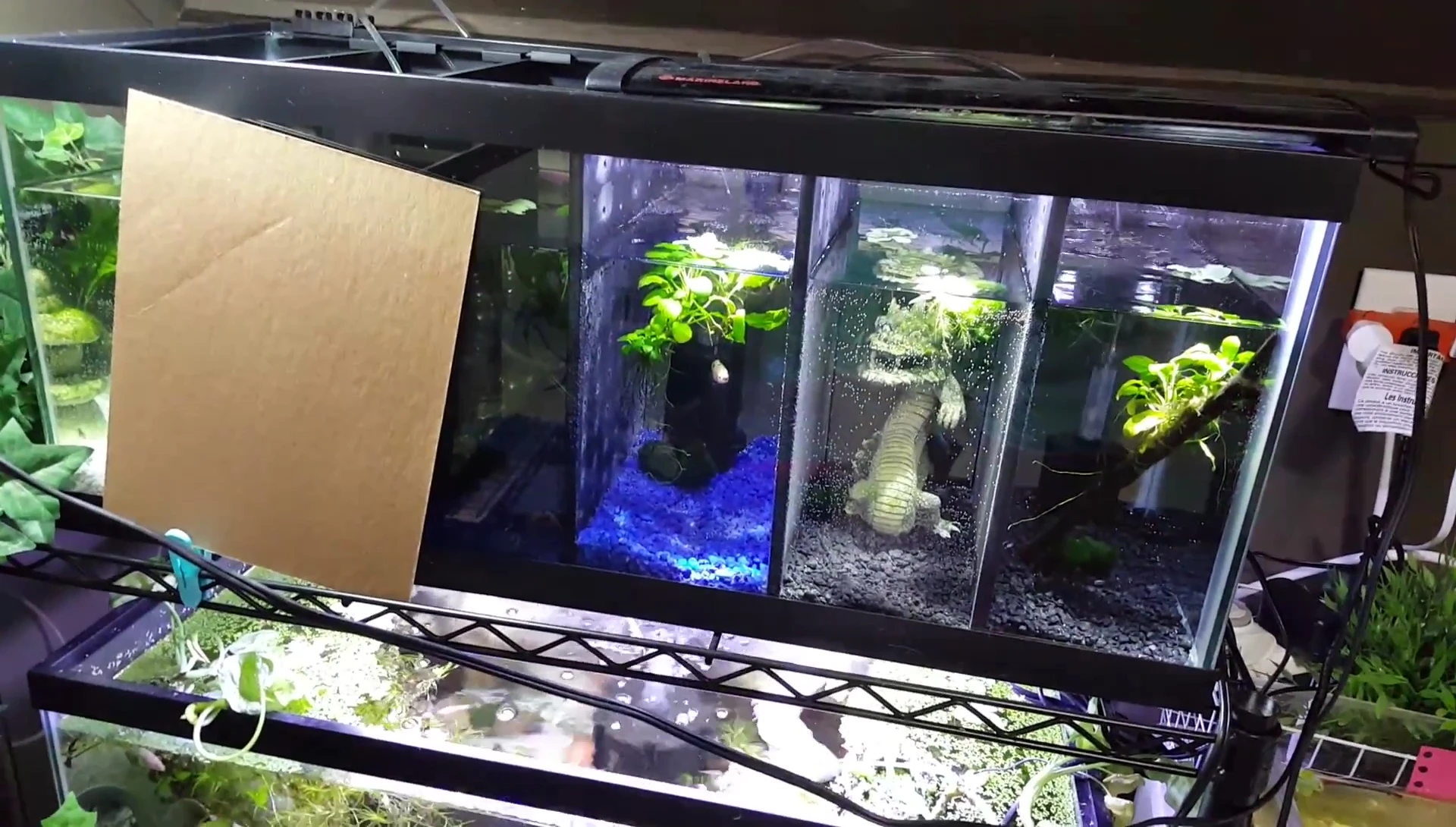 Close-up view of sponge filters in the 20-gallon tank.