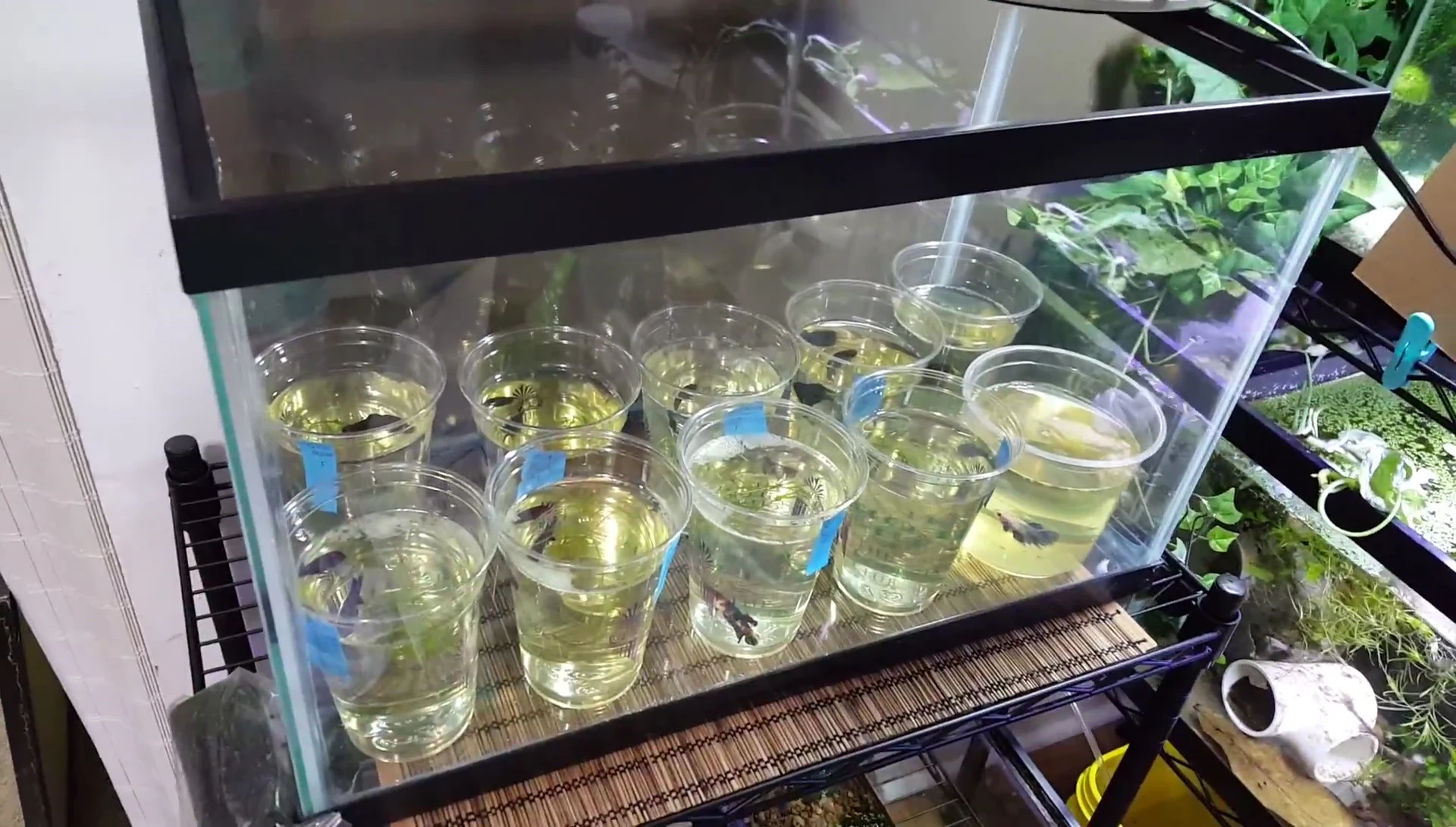 View of the tank housing the female bettas.