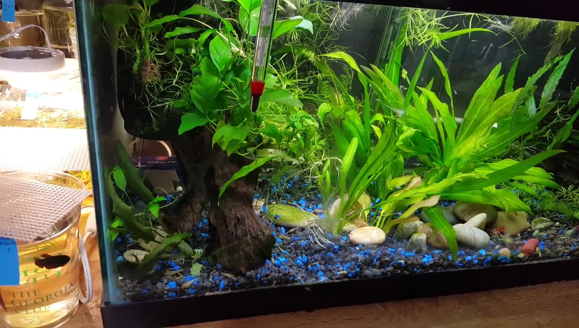 The guppy tank.