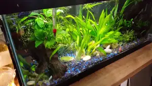 20 Gallon Male Betta Divided Tank Setup & Fishroom Update