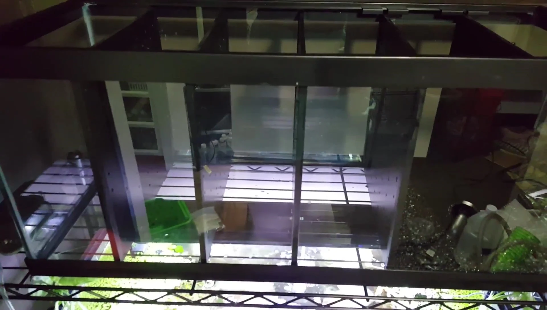 Dividers being placed in the 20-gallon tank.