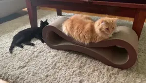 PetFusion Cat Scratcher Lounge Review: Is it Worth the Hype?