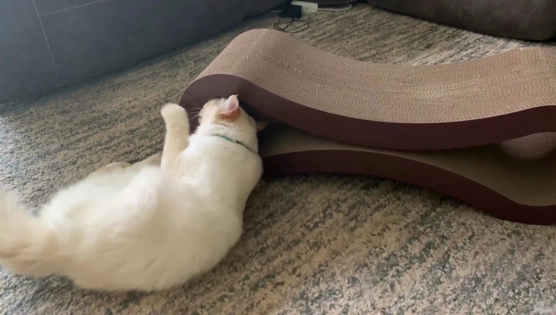 Screenshot showing the two openings for cats to crawl through