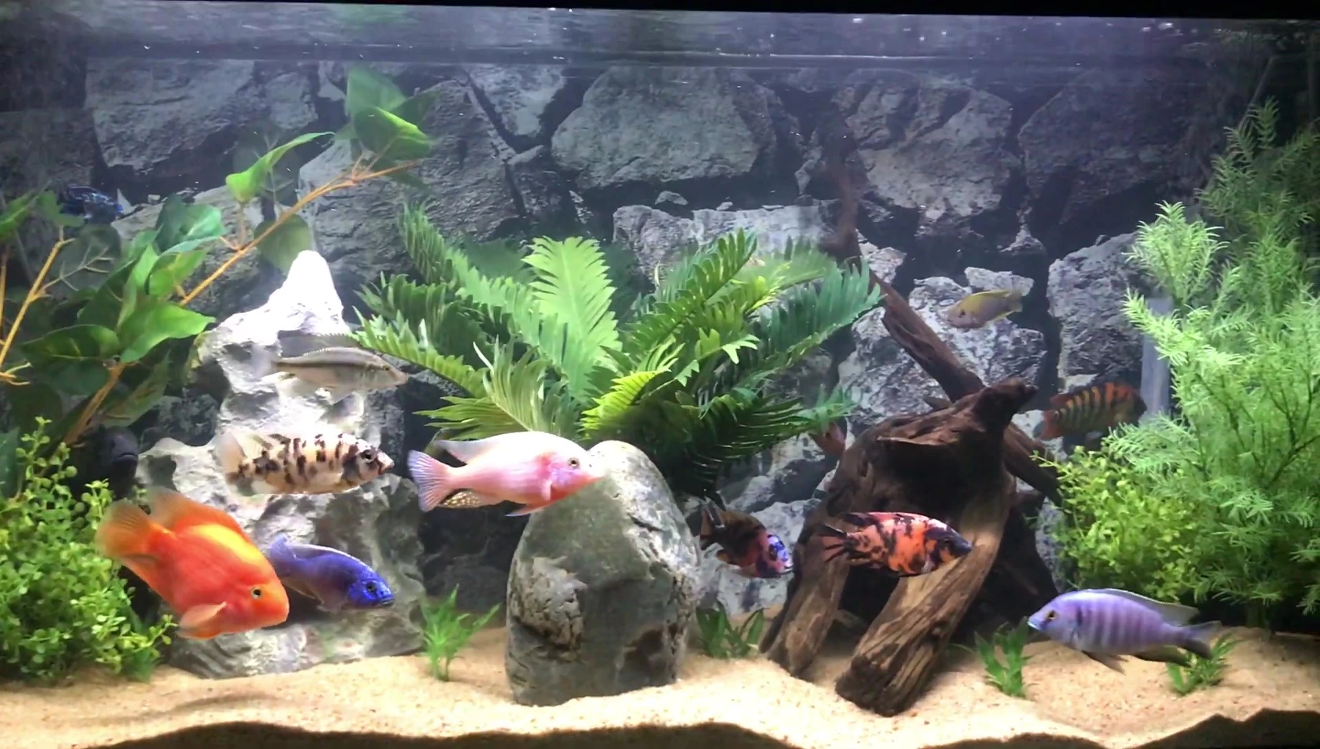 The speaker explaining the benefits of frequent aquascape changes