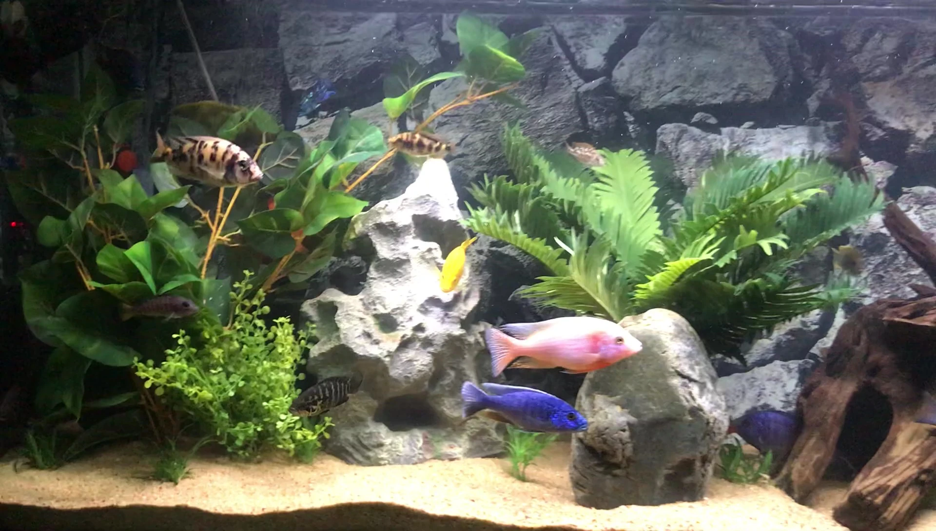 Final shot showing all the plants together