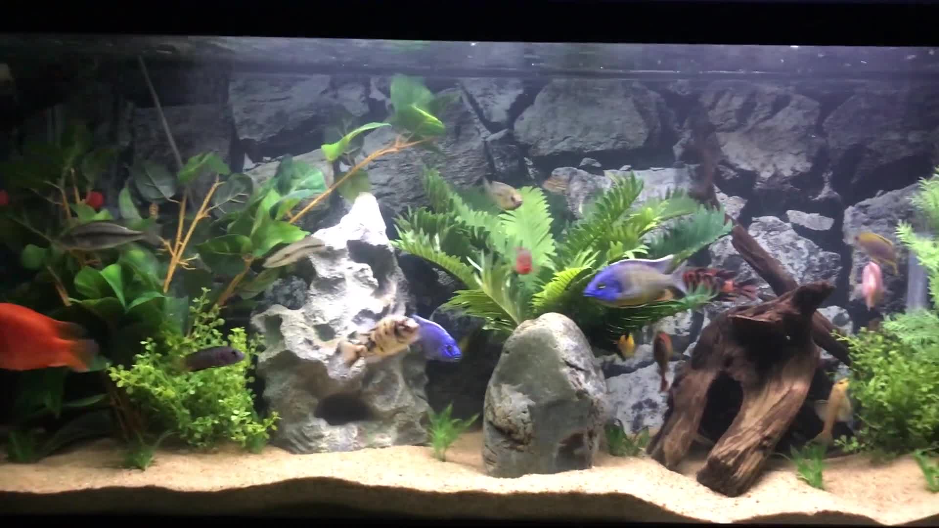 Close-up shot of the speaker discussing Hobby Lobby's fake plants
