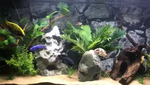 Best Fake Plants for Fish Tanks: Hobby Lobby Finds!