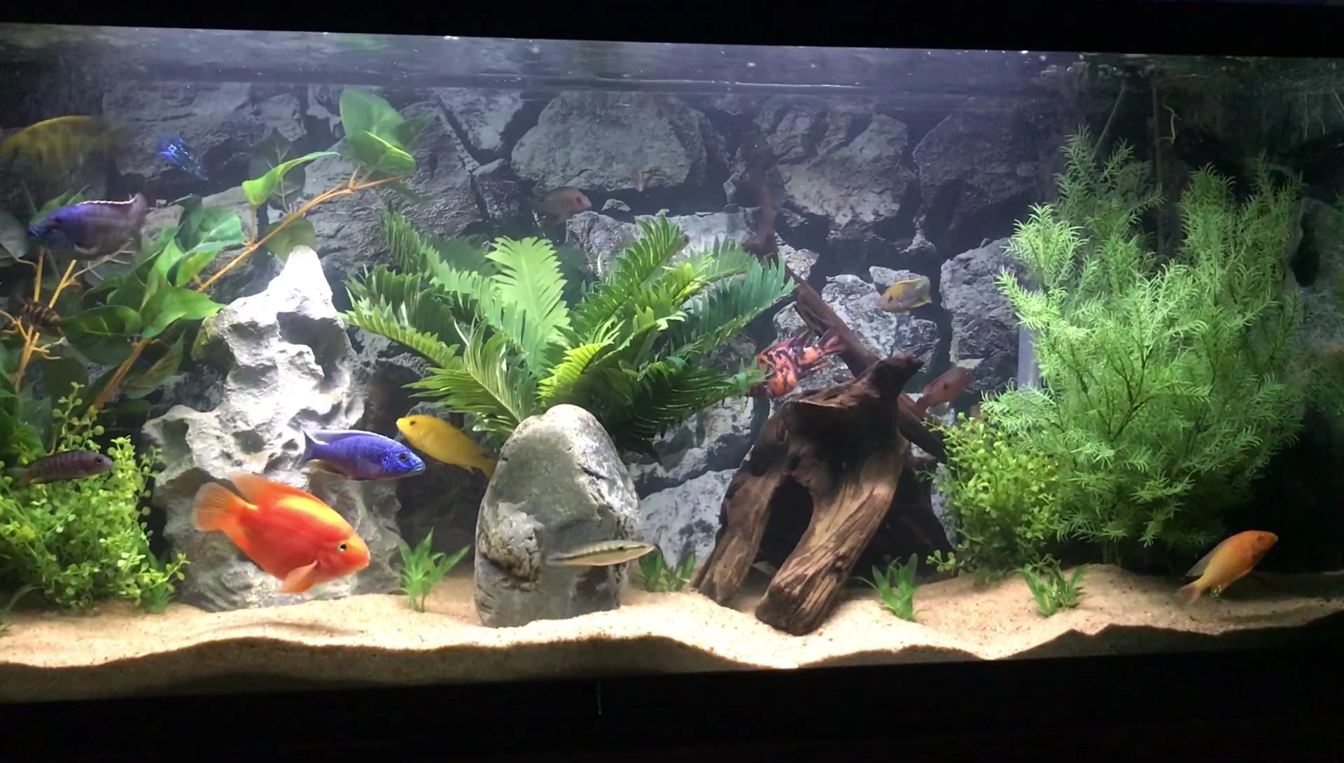 The speaker showcasing the variety of plants purchased