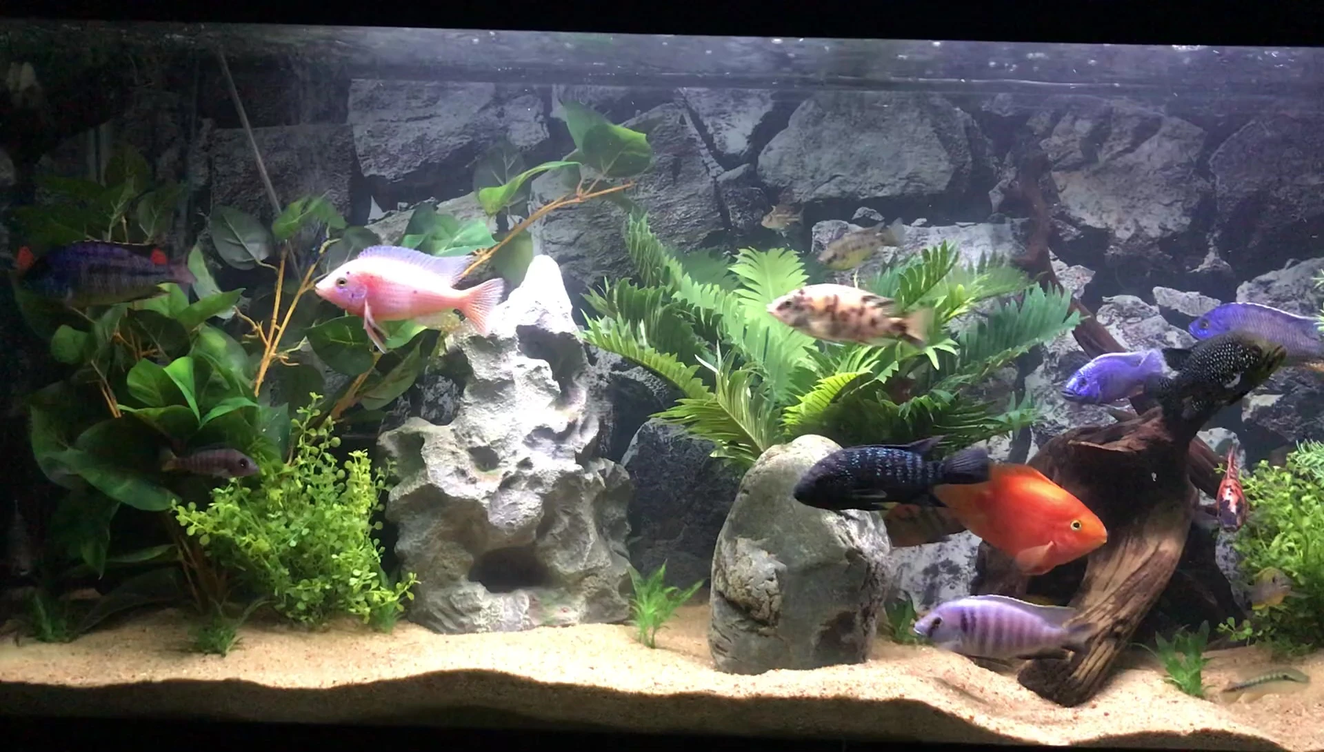 The speaker discussing their method of managing cichlid tank hierarchies