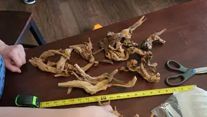 Temu Aquarium Driftwood Unboxing: A Detailed Review