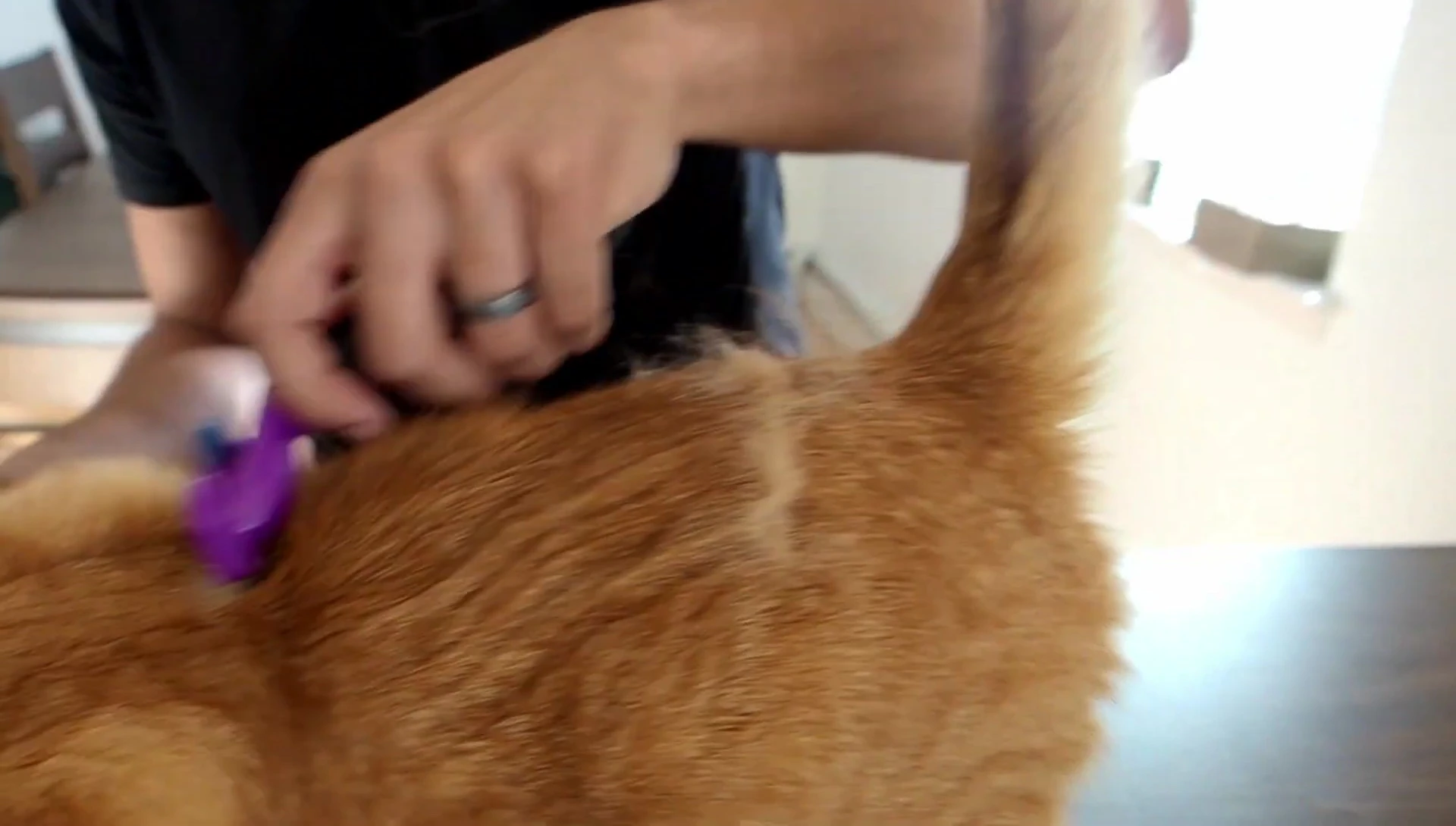 Significant fur removed from Carrie