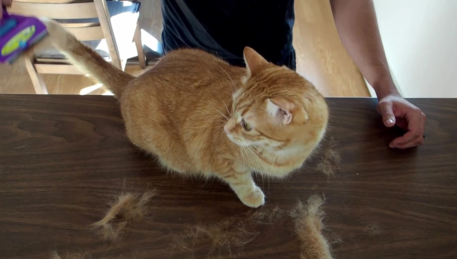 The large amount of fur collected after grooming