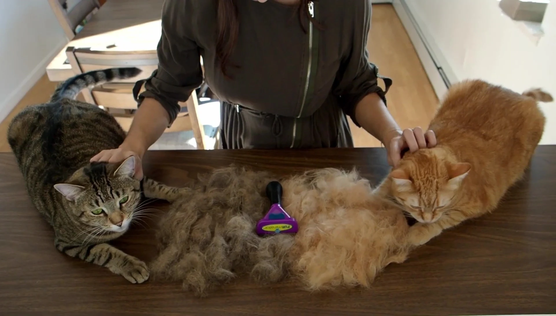 Final amount of fur collected from both cats