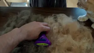 FURminator Deshedding Tool Review: Does it Really Work?